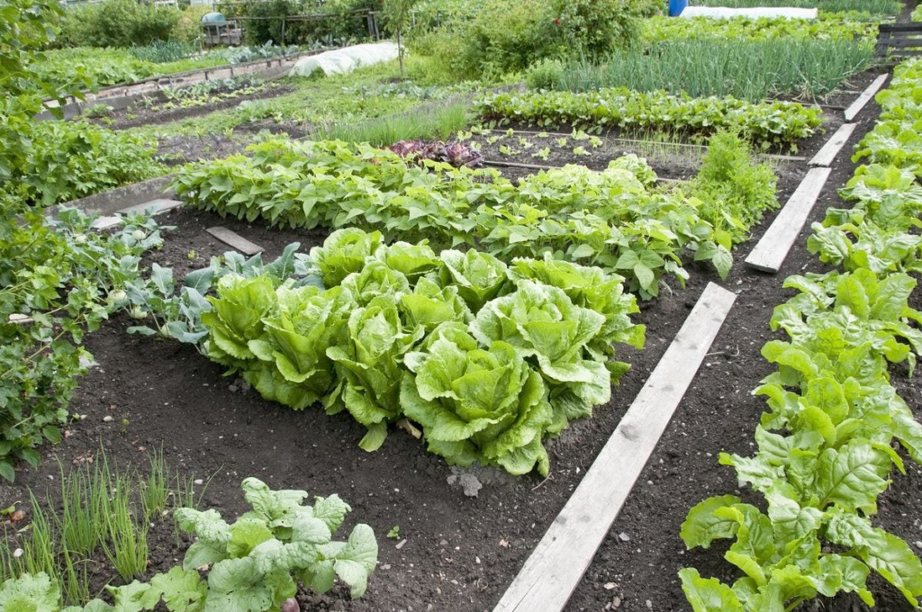 What's the Spring Planting Schedule for Zone 8b?