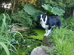 How Do You Design a Garden Around Your Pet's Behavior?