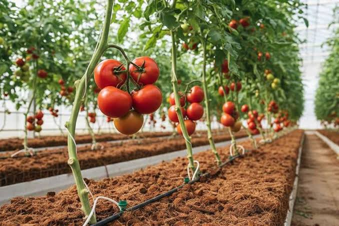 Why Does a Patio Environment Matter for Tomatoes?