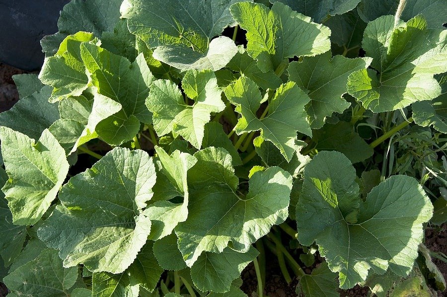 What Do Squash Leaves Look Like