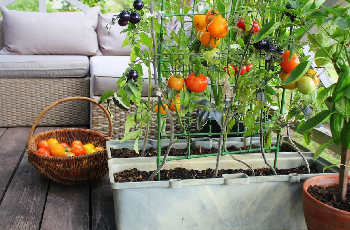 Patio Tomato Plants: What to Grow and How to Set Up Your Space